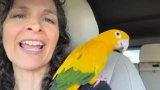 My Fav Species! Meet Carmen | #parrot_bliss #goldenconure