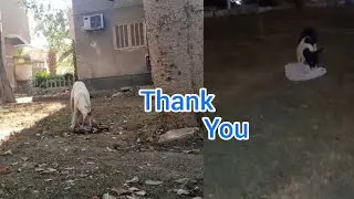Feeding the lovely dogs and their families on the street