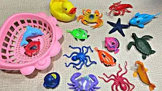 🦞 ASMR_Video * Dolphin, Colorful Fish, Duck, Crab, Lobster, Starfish, Turtle, Octopus, Seal....