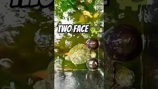 Red Eared Sliders in Fish Aquarium 🐢💚