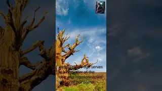Methuselah: The Living Witness of Time