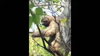 Sloth From America. Please follow me for wildlife videos #sloth #america #animals #wildlife #safari