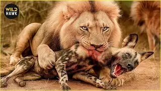 Most Terrifying Lion Attacks Ever Recorded! | Animal Fighting
