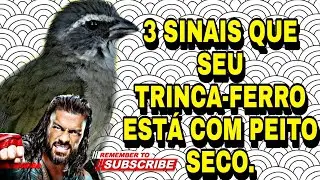3 sinais que o trinca-ferro está com peito seco.
