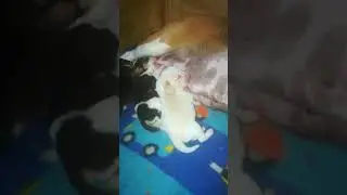 Beagle bicolor - Finger Magic Beagles