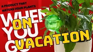 how to use water globes for plants - Auto Irrigate Plants For Weeks - Self-watering houseplant bulb