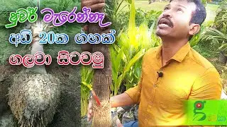 30 බය වෙන්න එපා - Sure මැරෙන්නෙ නෑ - අඩි 20ක ගහක් ගලවා පනපිටින් සිටවමු root ball trees in sri lanka