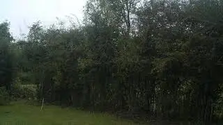 Paul Matthews hedge laying Midland Bullock style