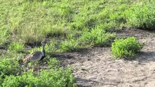 Female Korhaan