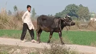 Today at my village very hard life but everything is natrul ❣️❣️❣️❣️❣️❣️