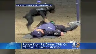 Police Dog Performs CPR