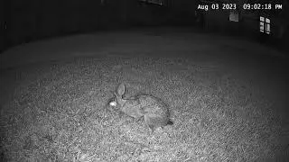 Baby Rabbits 2023 Batch 3 Day 0 - Rabbit giving birth in the nest from Batch 1 - 8/3/2023