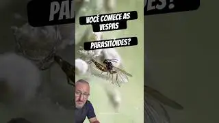 Vespas Parasit&oacute;ides, voc&ecirc; conhece?