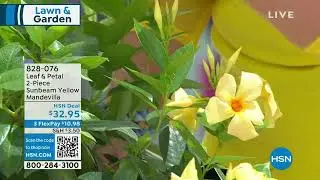 Leaf   Petal 2Piece Sunbeam Yellow Mandevilla
