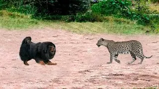 This Leopard Picked the Wrong Dog to Mess With