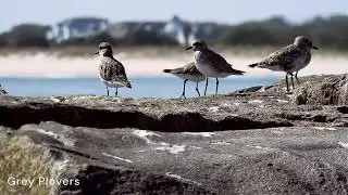 Shorebirds on the rocks in Cape May Harbor #birds #plover #cormorant #capemay #migratingbirds #water