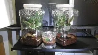 Rehousing my new S  Calceatum (featherleg baboon) slings