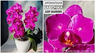 Phal. Judy Diamond 💕  Домашнее цветение ароматной голландской орхидеи бабочки | Обзор сорта 🌸