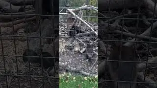 CUTE but DANGEROUS Wolverine family!