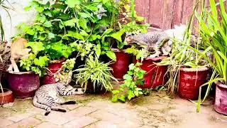 Kitten Chaos! 🐱 Mr. Oli & Sugar Mama&rsquo;s Adorable Family Fun Time 🌸
