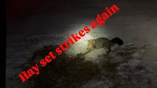 Trapping.  HAY SET catch&rsquo;s another gray fox