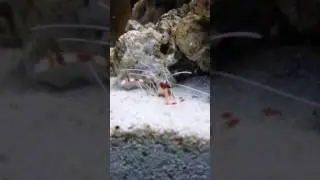acuario con gobio arenero y camar&oacute;n bandeado