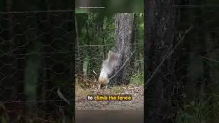 This is a true animal hero ❤️