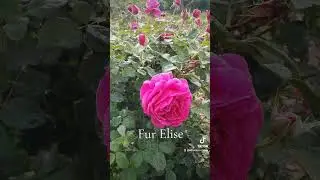 EDROSES/Троянда 🌹 Фюр Еліз ( Fur Elise ,KORelifur) , W. Kordes' S&ouml;hne Німеччина, 2020.Флорибунда.