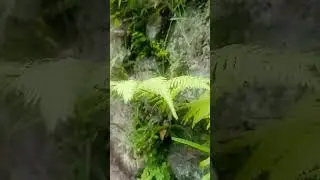POHON PAKIS #video #fyp