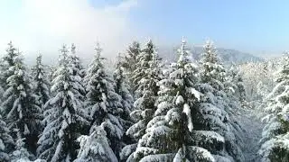 morning fog rising above spruce forest covered in snow in sunny winter