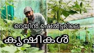 ഇതുപോലെ കൃഷി ചെയ്താൽ ഒരു റെയിൻ ഷെൽട്ടർ തന്നെ മതി 👍😊☺️