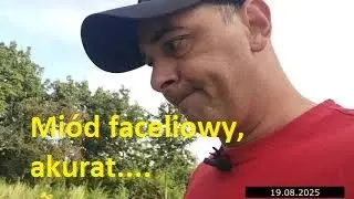 Koniec marzeń o miodzie faceliowym 😒