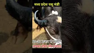 Rs-32 हजार 👌#pashu#Mandi#depalpur jila Indore MP हर मंगलवार को लगती है मंडी