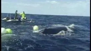 Humpback whale disentanglement