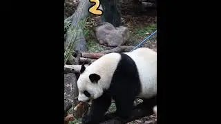 The panda&rsquo;s bamboo shoot foraging mode: it grabs three bamboo shoots in its mouth in one go! #panda