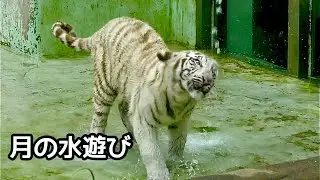 月ちゃんの水遊び　それを見守る時雨くん【伊豆アニマルキングダム】White tiger Tsuki-chan Shigure-kun Izu Animal Kingdom 