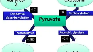 MED LEVEL2 MUSII BIO lecture 4 Pyruvate Dehydrogenase complex PDH