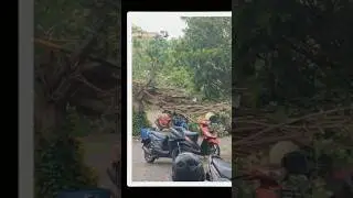 Roboh diterjang angin - Pohon Waru Halaman Unsuda roboh 3 sepeda ambruk #rip #unsuda #ppsd
