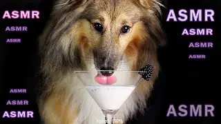 ASMR Dog Drinking Sounds Blackberry Smoothie No talking Satisfying Mukbang