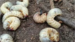 What are Utah Grubs Green Castle Lawn Care and Pest Control