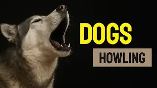 Dogs Howling to Make Your Dog Howl Sound Effect