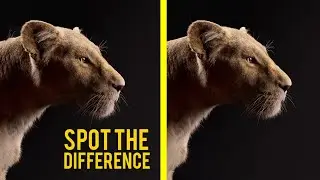 Find the difference pictures | Lion King Picture Game
