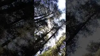 🤩#beautiful view 📷of tall deodar tree's🌲😍