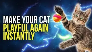 This Non-Invasive Trick Will Make Your Cat Act Like a Kitten Again