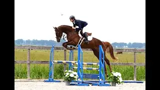 Like Ermitage Optimus WS KCX (Ermitage Kalone x Bamako de Muze), Z app, KWPN accepted, 2021