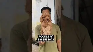 POODLE PUPPIES AVAILABLE CONTACT OR WHATAPP:-8886538622 #poodle #vizagpets #dogs #pets #vizag #viral