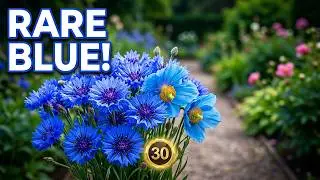 30 Great Blue Flowering Plants for Your Garden