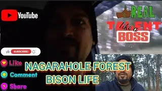 Real Talent Boss | Nagarahole Forest | Indian Bison Life