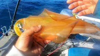 I Caught some Squid! Fishing for Family Dinner Catch n Cook