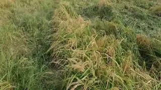 Rice crop(Irri fine) ready for harvesting #desi #scenery #villagelife